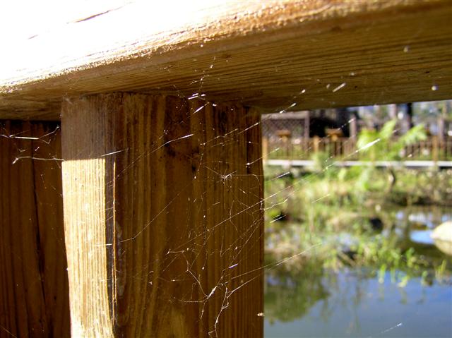Old web neglected